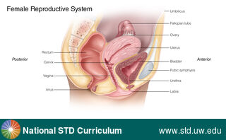 Diagnosis: Genital Anatomy - Female, Clinical Signs: N/A, Locations: N/A, Symptoms: N/A, Image Type: Illustration