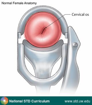 Diagnosis: Genital Anatomy - Female, Clinical Signs: N/A, Locations: Cervix, Symptoms: N/A, Image Type: Illustration