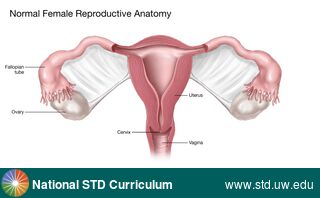 Diagnosis: Genital Anatomy - Female, Clinical Signs: N/A, Locations: Female Genitourinary, Symptoms: N/A, Image Type: Illustration