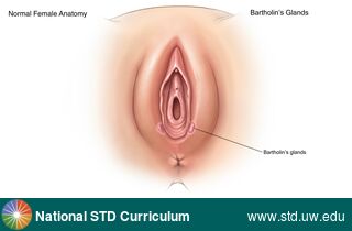 Diagnosis: Genital Anatomy - Female, Clinical Signs: N/A, Locations: Labia (majora/minora), Light skin tone, Vulva, Symptoms: N/A, Image Type: Illustration