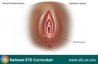 Diagnosis: Genital Anatomy - Female, Clinical Signs: N/A, Locations: Dark skin tone, Labia (majora/minora), Vulva, Symptoms: N/A, Image Type: Illustration