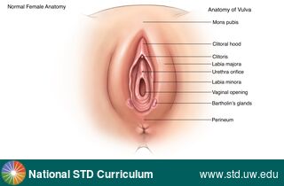 Diagnosis: Genital Anatomy - Female, Clinical Signs: N/A, Locations: Light skin tone, Vulva, Symptoms: N/A, Image Type: Illustration