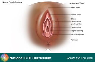 Diagnosis: Genital Anatomy - Female, Clinical Signs: N/A, Locations: Dark skin tone, Labia (majora/minora), Symptoms: N/A, Image Type: Illustration