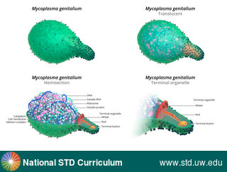 Diagnosis: Mycoplasma genitalium, Clinical Signs: N/A, Locations: N/A, Symptoms: N/A, Image Type: Illustration