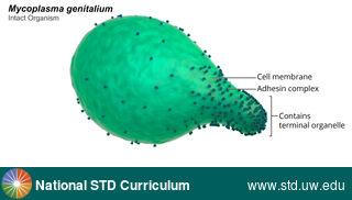 Diagnosis: Mycoplasma genitalium, Clinical Signs: N/A, Locations: N/A, Symptoms: N/A, Image Type: Illustration