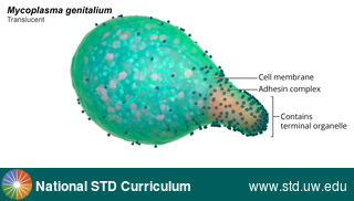 Diagnosis: Mycoplasma genitalium, Clinical Signs: N/A, Locations: N/A, Symptoms: N/A, Image Type: Illustration
