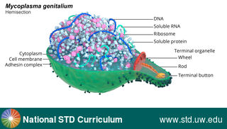 Diagnosis: Mycoplasma genitalium, Clinical Signs: N/A, Locations: N/A, Symptoms: N/A, Image Type: Illustration