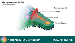 Diagnosis: Mycoplasma genitalium, Clinical Signs: N/A, Locations: N/A, Symptoms: N/A, Image Type: Illustration