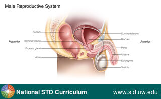 Diagnosis: Genital Anatomy - Male, Clinical Signs: N/A, Locations: Epididymis, Penis, Scrotum, Symptoms: N/A, Image Type: Illustration