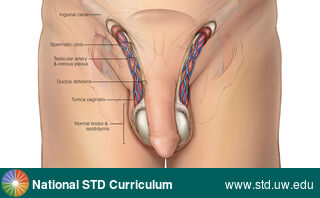 Diagnosis: Genital Anatomy - Male, Clinical Signs: N/A, Locations: Epididymis, Light skin tone, Penis, Scrotum, Symptoms: N/A, Image Type: Illustration