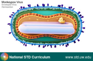 Diagnosis: Mpox, Clinical Signs: N/A, Locations: N/A, Symptoms: N/A, Image Type: Illustration