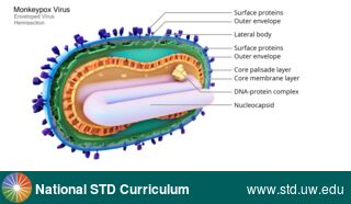 Diagnosis: Mpox, Clinical Signs: N/A, Locations: N/A, Symptoms: N/A, Image Type: Illustration
