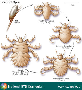 Diagnosis: Lice / Crabs, Clinical Signs: N/A, Locations: N/A, Symptoms: N/A, Image Type: Illustration
