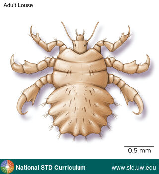 Diagnosis: Lice / Crabs, Clinical Signs: N/A, Locations: N/A, Symptoms: N/A, Image Type: Illustration