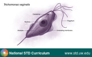 Diagnosis: Trichomoniasis, Clinical Signs: N/A, Locations: Microscope, Symptoms: N/A, Image Type: Illustration