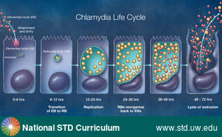 Diagnosis: Chlamydia, Clinical Signs: N/A, Locations: N/A, Symptoms: N/A, Image Type: Illustration