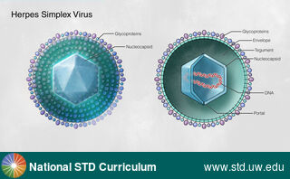 Diagnosis: HSV-type unknown, Clinical Signs: N/A, Locations: N/A, Symptoms: N/A, Image Type: Illustration