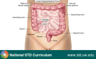 Diagnosis: Lower Abdominal Anatomy, Clinical Signs: N/A, Locations: N/A, Symptoms: N/A, Image Type: Photo
