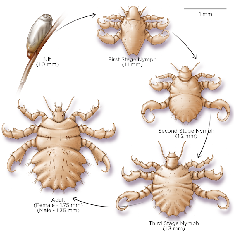 Question 1 Ectoparasitic Infections Question Bank National STD