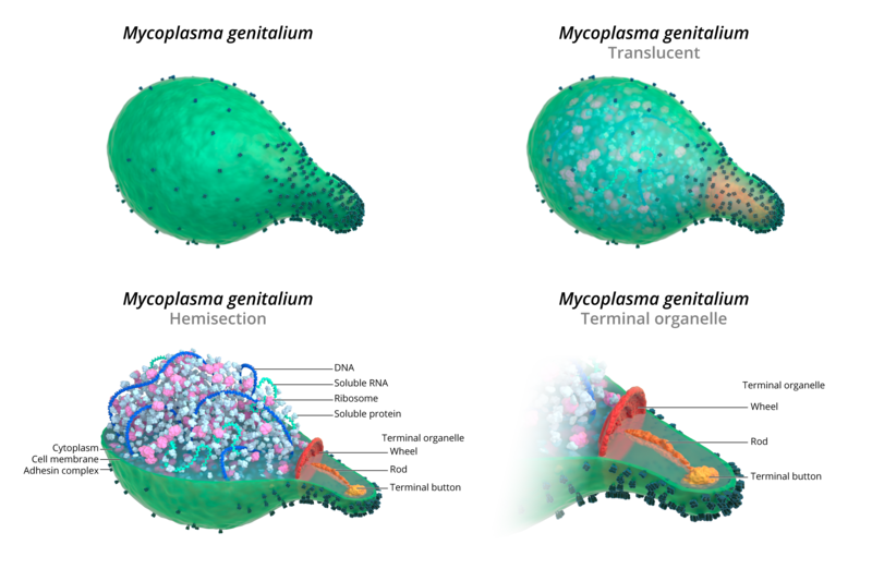 Core Concepts - Mycoplasma genitalium - Self-Study Lessons - National ...